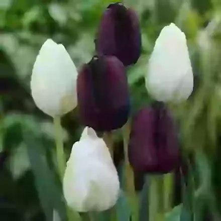 Two Tone Mixture